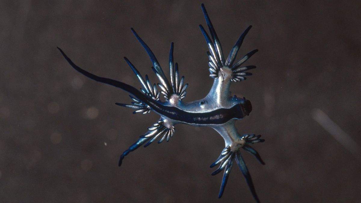 Oceán vyvrhl stovky bizarních modrých tvorů